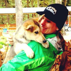 Review Special Price Sled Dog Discovery In Juneau