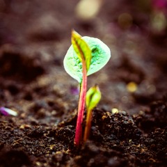 Sprouting - instrumental_version -