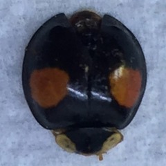 ForTheHort EP (Demo)