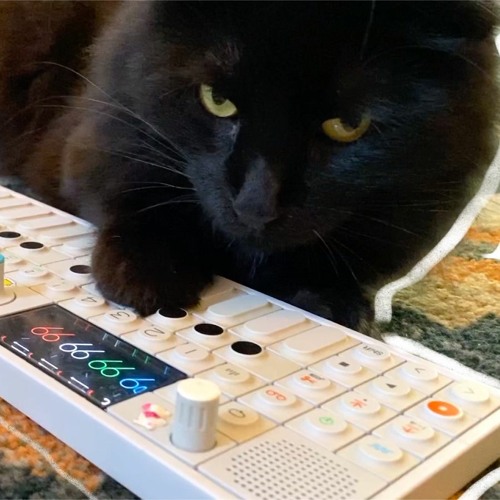 Cat city best sale online
