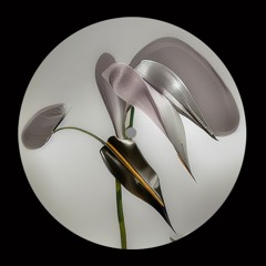 Black Label Series 07 - Adelina (BPBL07) - 12" CLIPS