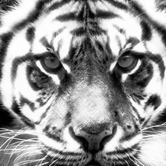 Fearless
