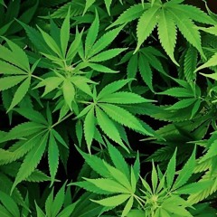 420 music 2
