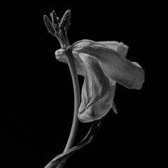 Wilted