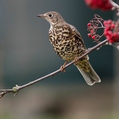 Song Thrush