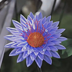 Violeum pluma.