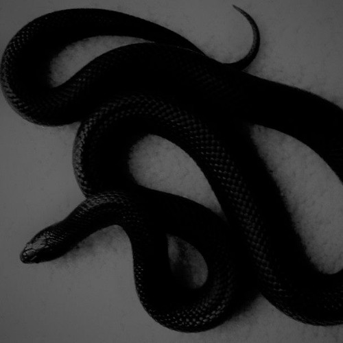 Snake (From the Vault)