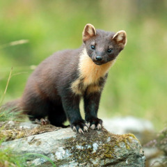 God Mob Nuclear Pond