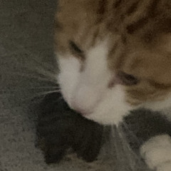 my boy’s got rabies