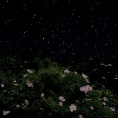 야간비행 (魔女の花)