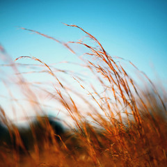 BREEZE