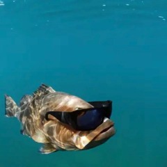 I'm a Fish