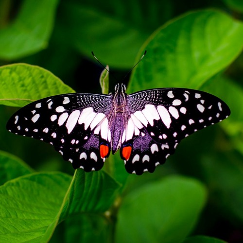 Pattaampoochi  [Butterfly]