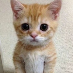 La Enfermedad Del Culo Suelto