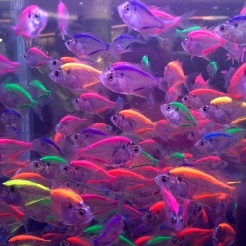 GYYPS - Single For The Summer (slowed & reverb)