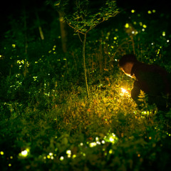 My Fireflies