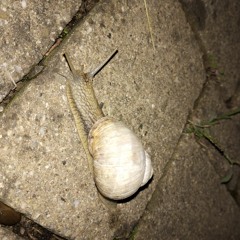 SnailTail