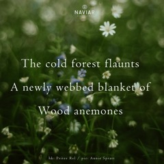 The Cold Forest Flaunts (naviarhaiku490)