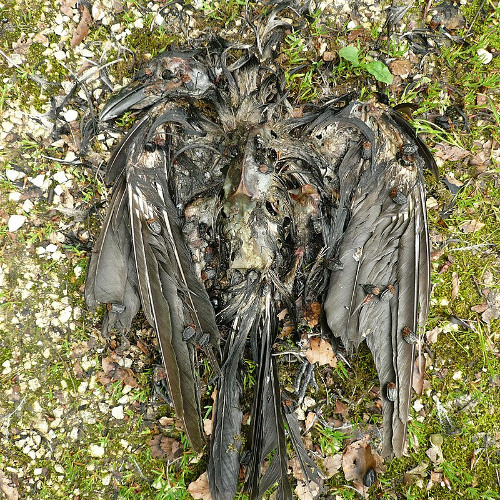 decay of the flesh part1