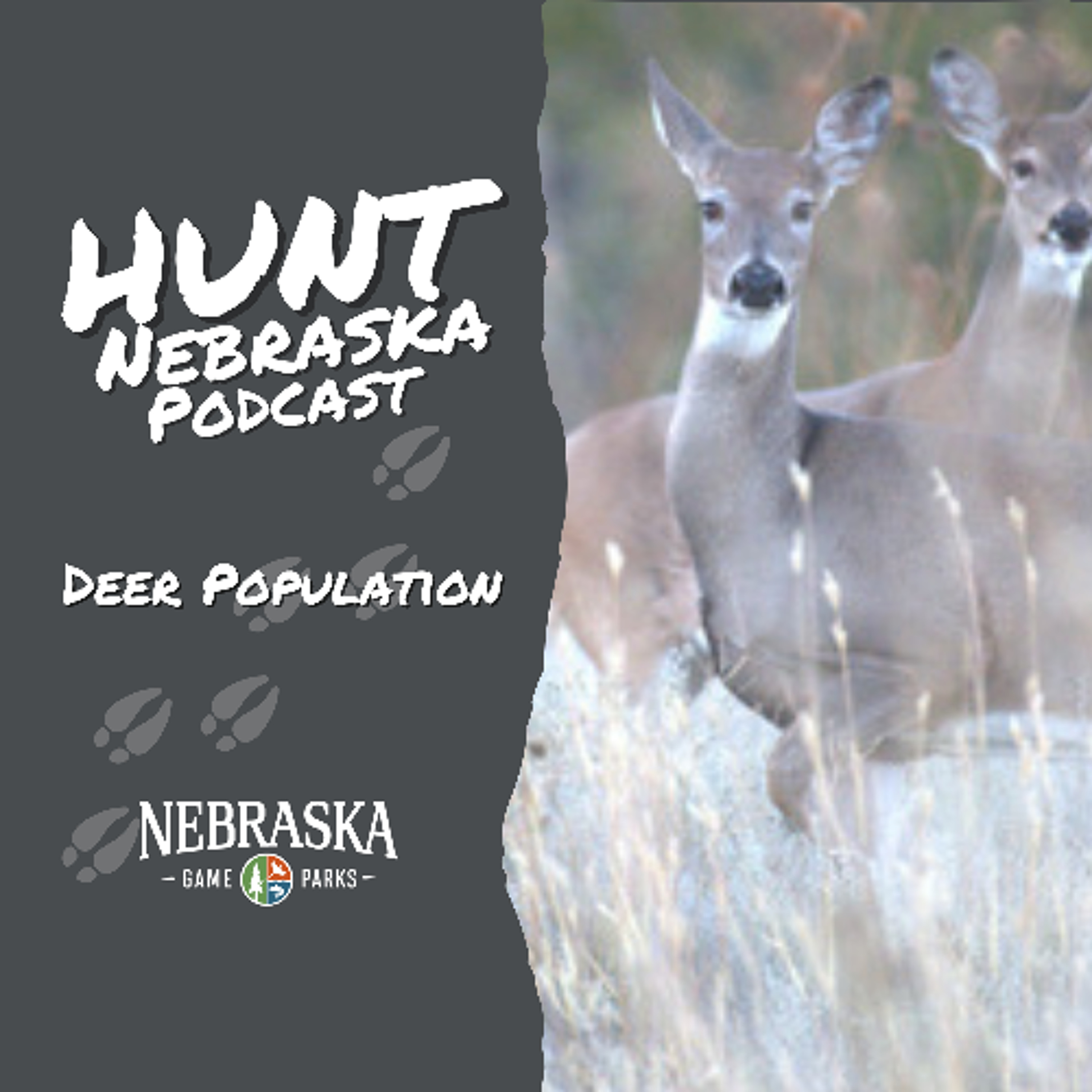 Nebraska Deer Herd