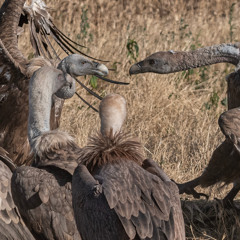 Seasonal Behavior of Ravens vs Vultures