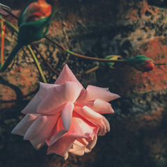 em thay duoc gi qua nhung noi buon cua anh