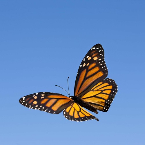 Where Do Butterflies Go