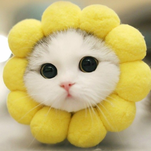 TikTok - I Love You - Remix of Kevin Rater