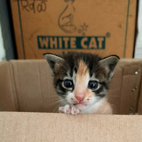 rottn x Coldween - Настоящий