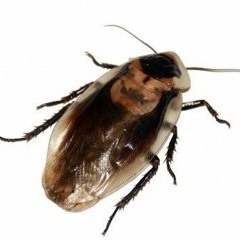 CEREMONIAL FANFARE FOR THE ROYAL WATERBUG BRIGADE