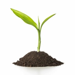 Drazil Sprout Session