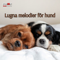 Lugna melodier för hund - lugnande ljud för ditt husdjur ensam hemma, övervinna ensamhet, ingen separationsångest, avslappning