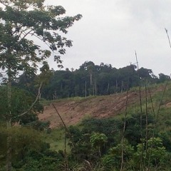 Congo-Brazzaville: Mayombe forest under pressure from illegal logging