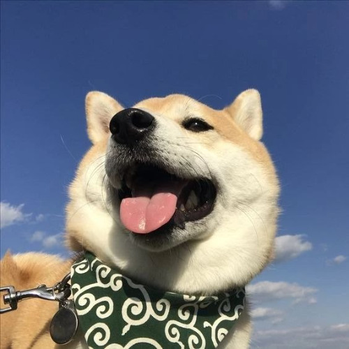 walks by shibarking