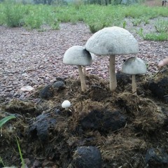 Lsdino set 10.3.2017