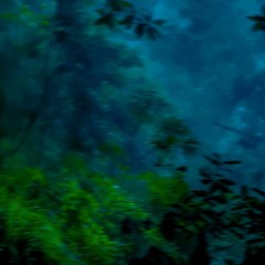 Forest Lullaby