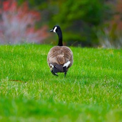 The little brother Rap by Kyle Exum jersey club remixed by KG.PROD