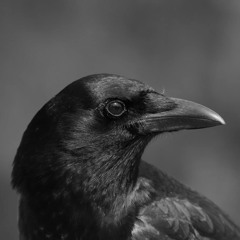 Dans les Yeux Noirs de la Corneille