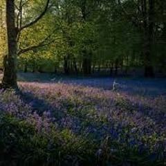 The Hidden Spring