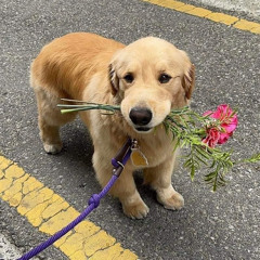 Kahit Maputi Na Ang Buhok Ko