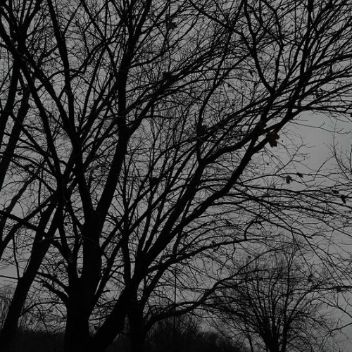 Trees have eyes by R.O.M.A.N (Edited Versions)
