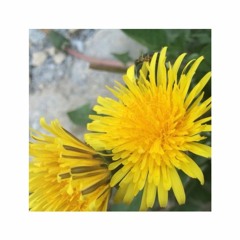 Dandelion Wine