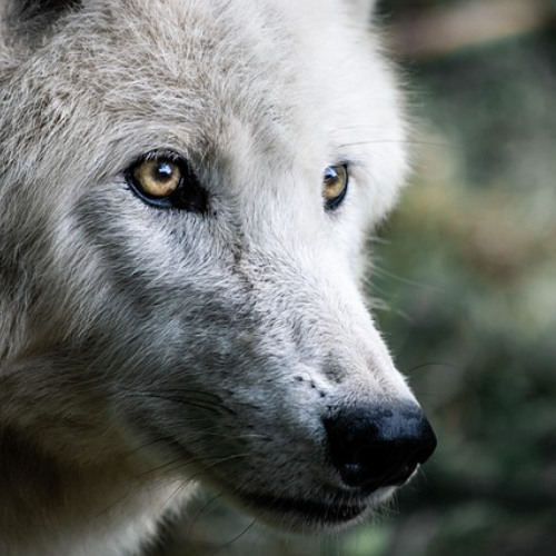 Stream Wolves Are Using Tools Now by Dubuque's Super Hits 106 | Listen ...