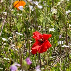 Wildflower