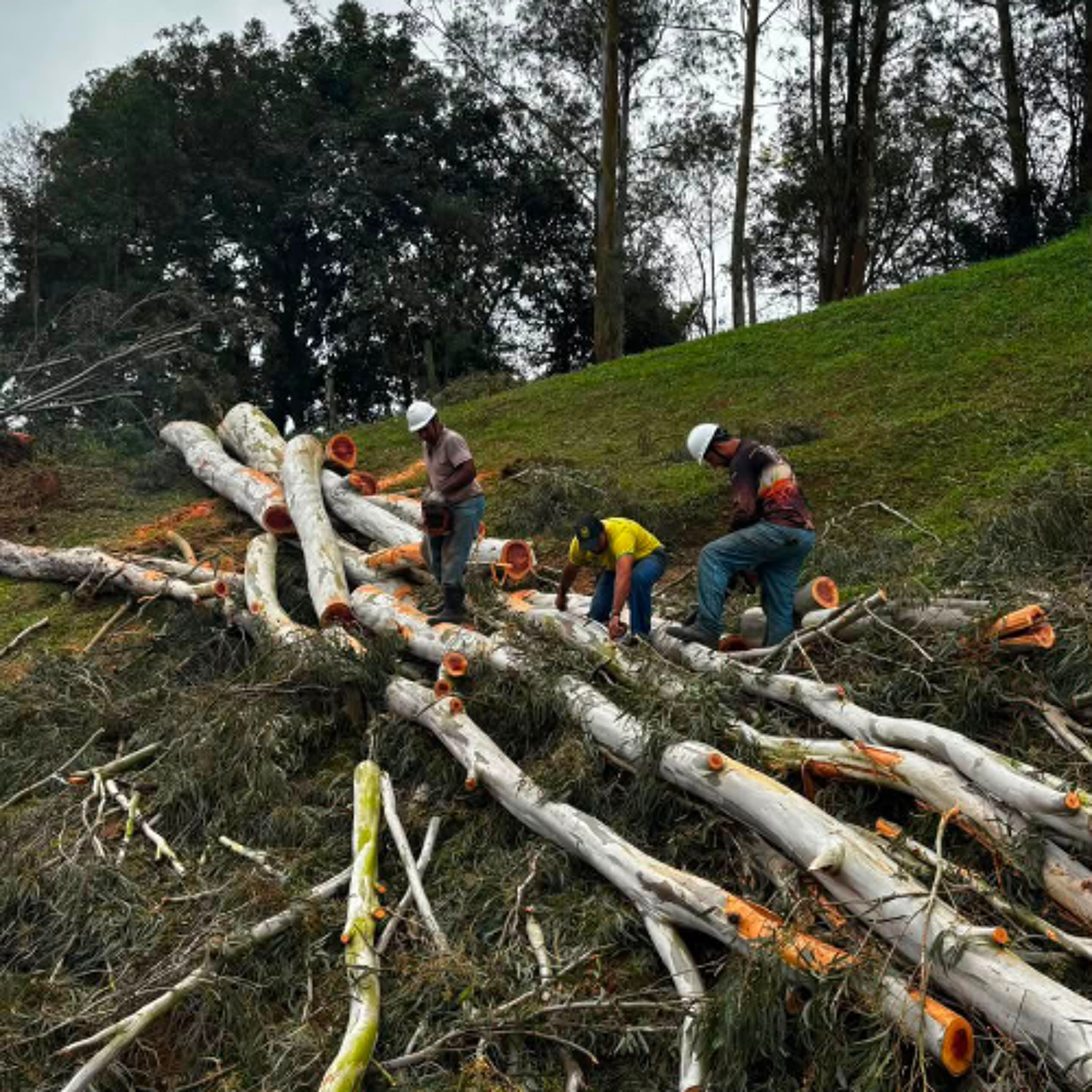 Defesa Civil e Bombeiros removem árvores de risco e reforçam ações preventivas em Lauro Müller episode artwork