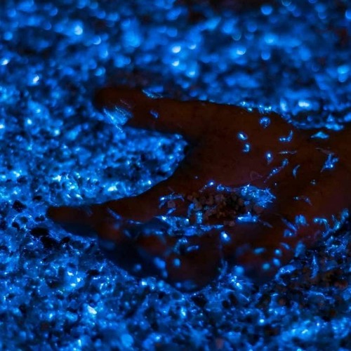 Enko - Protozoa (2008)