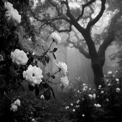 Set your Soul on fire