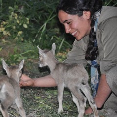 Were Xezal - Awaze Ciya