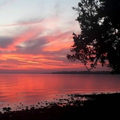 Debilidad - Violeta Meier (Demo)