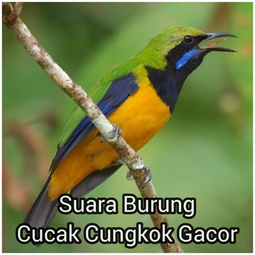 Suara burung cucak cungkok gacor
